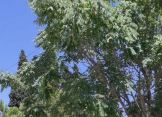 Κλαδεύονται δέντρα και απελευθερώνονται καλώδια φωτισμού από συνεργεία του ΔΕΔΔΗΕ