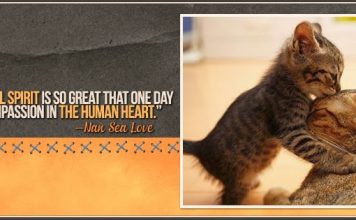 ΔΗΜΟΣ ΗΡΑΚΛΕΙΟΥ ΑΤΤΙΚΗΣ – PET RESCUE : ΧΑΡΙΖΕΤΑΙ ΤΟ ΖΩΑΚΙ ΤΟΥ ΑΡΘΡΟΥ ΜΑΣ, ΔΩΣΤΕ ΑΓΑΠΗ, ΠΑΡΤΕ ΧΑΡΑ ΚΑΙ ΣΥΝΑΙΣΘΗΜΑ