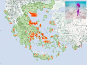 Μωβ μέδουσες : πού τις συναντούμε, τί κάνουμε σε περίπτωση τσιμπήματος