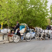 ΜΑΓΕΥΤΙΚΗ Η ΑΤΜΟΣΦΑΙΡΑ ΤΩΝ ΕΓΚΑΙΝΙΩΝ ΤΗΣ 68ης ΑΝΘΟΚΟΜΙΚΗΣ ΈΚΘΕΣΗΣ ΚΗΦΙΣΙΑΣ