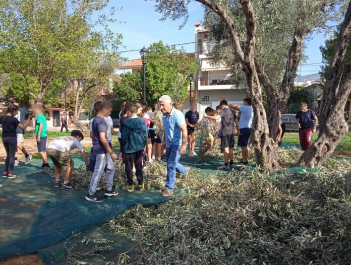 Με εκπαιδευτικό και κοινωνικό πρόσημο η συγκομιδή των ελιών από το πάρκο Κυπρίων Αγωνιστών από το Δήμο Αμαρουσίου