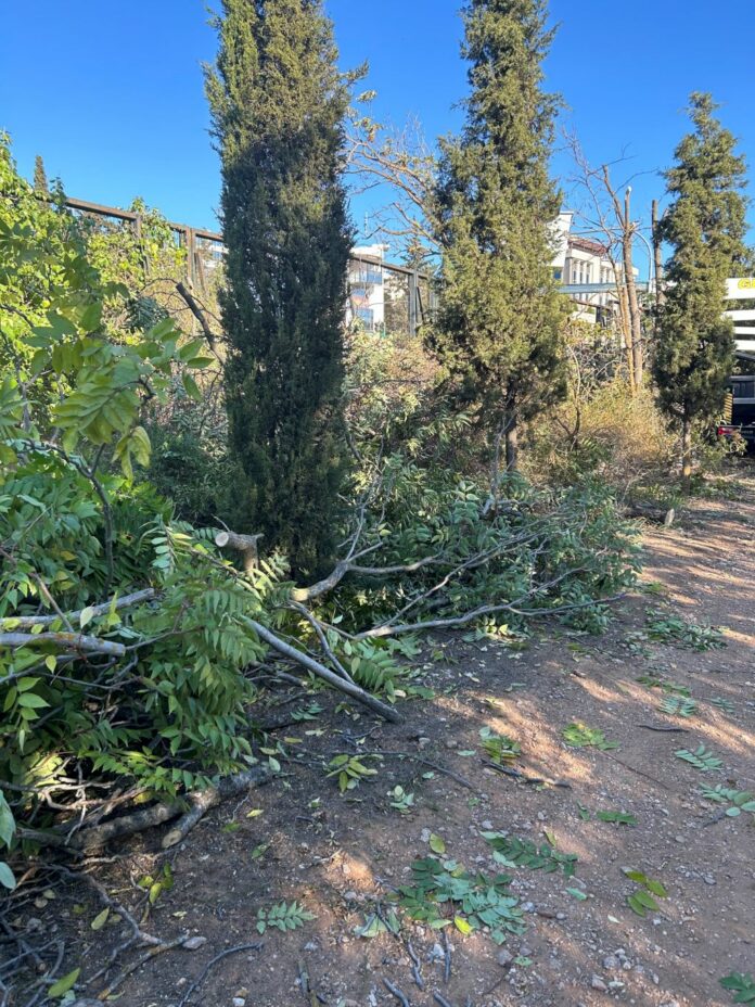 Συνδρομή του Δήμου Αμαρουσίου στην καταπολέμηση του αείλανθου στο Δάσος Συγγρού